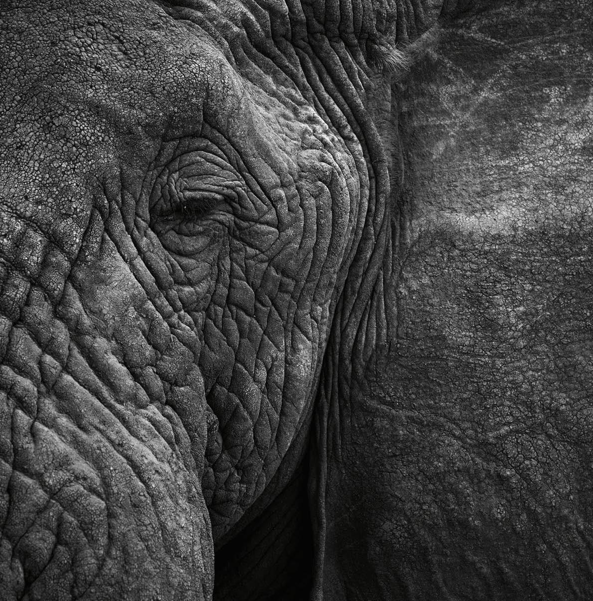 Tiffany & Co Elephant Crisis Fund